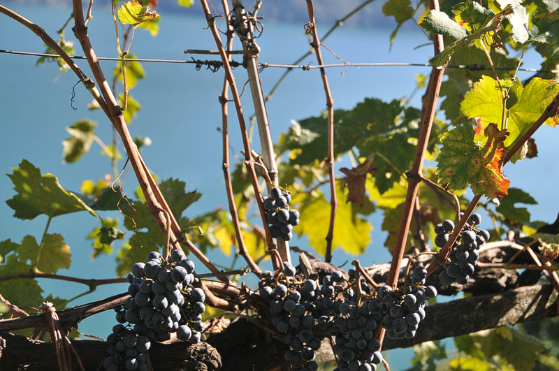vineyards domaso wine Lake Como